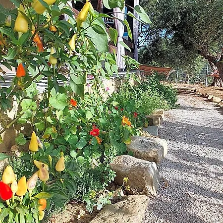 Hotel Hakuna Matata Holidays Agalia With Airco & Pool In Greek Olive Grove
