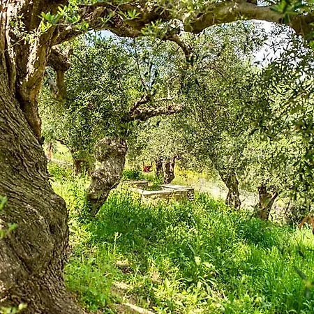 酒店 Hakuna Matata Holidays Agalia With Airco & Pool In Greek Olive Grove *
