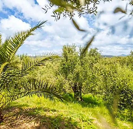 Hotel Hakuna Matata Holidays Agalia With Airco & Pool In Greek Olive Grove Methone