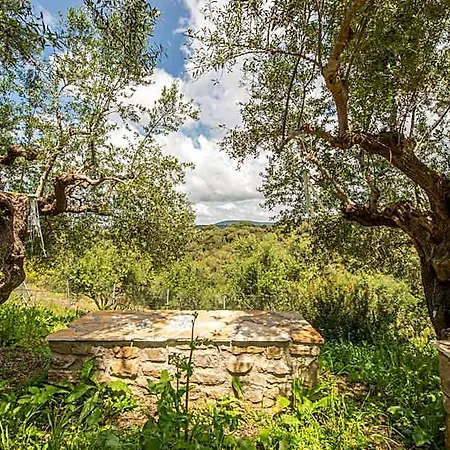 Hakuna Matata Holidays Agalia With Airco & Pool In Greek Olive Grove
